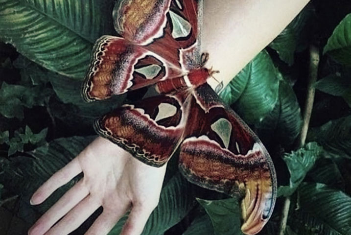 Massage Papillon